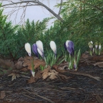 crocus